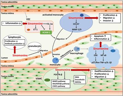 Sinomenine in Cardio-Cerebrovascular Diseases: Potential Therapeutic Effects and Pharmacological Evidences